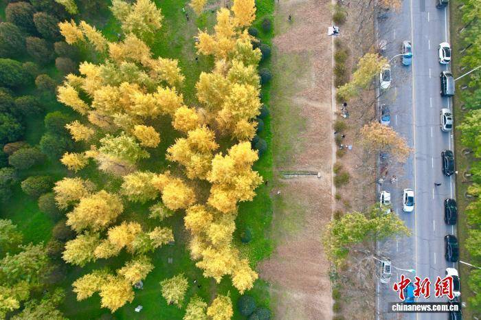 欧冠足球比分
_陕西西安:银杏林由绿转黄吸引市民游玩