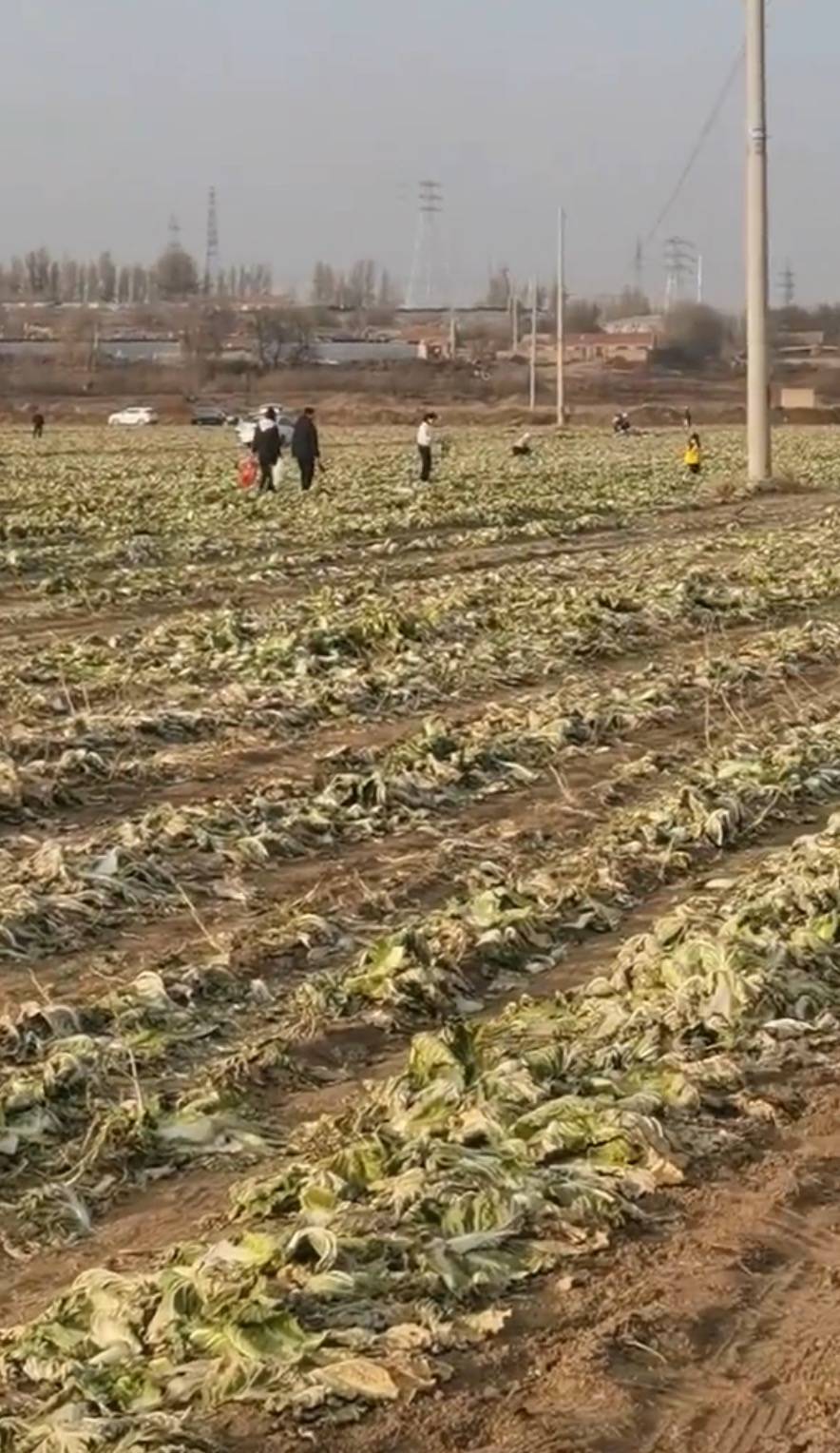 皇冠信用网出租代理
_赤峰通报“因网传白菜免费信息皇冠信用网出租代理
，致菜农白菜地被他人采收”一事：已成立联合调查组