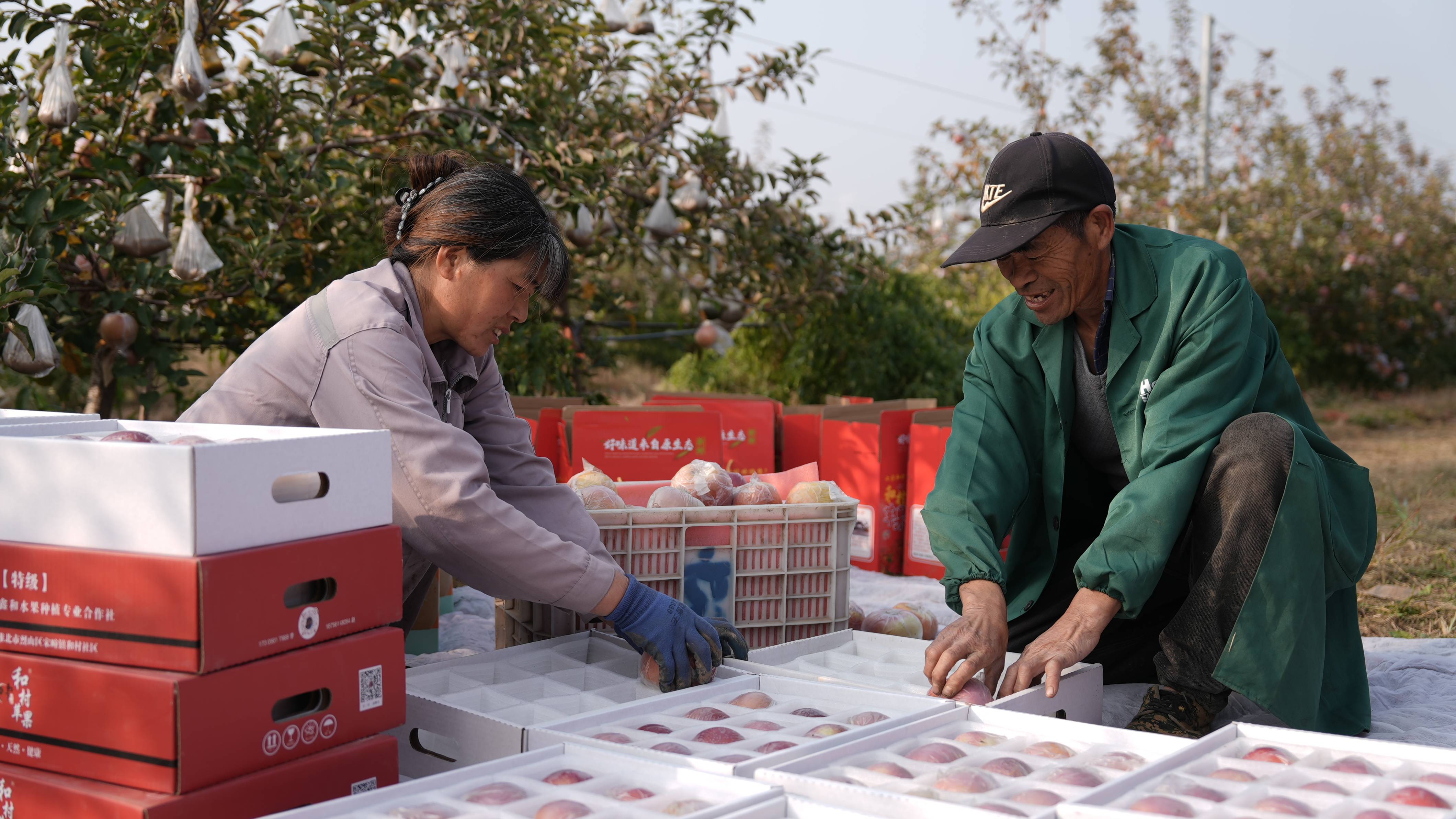 皇冠信用网平台开户
_“淮北为啥不种橘子皇冠信用网平台开户
?”果农:因为我们有更甜的王牌